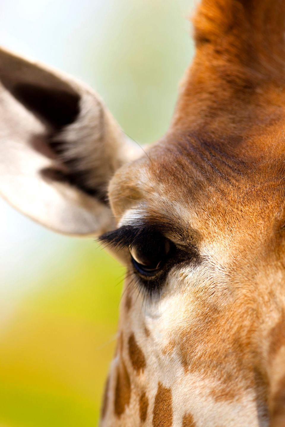 Giraf kigger direkte i kameraet